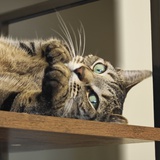 不长牙齿的酱油