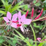 五月芳菲