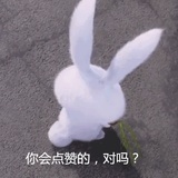小兔子的猫猫