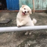 gigi