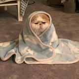 咖喱🧸