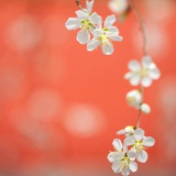 芒果沙拉