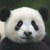 小Z爱吃肉