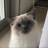 橙汁羊羊