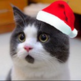 不可一世的懒猫