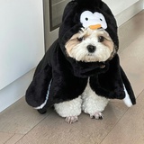 本特利啊嘎