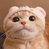 钱钱⁹猫头嘤