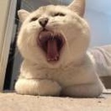 Funnycat
