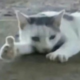 蛤蛤