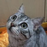 福兮