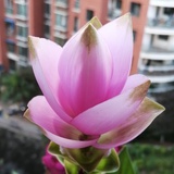 夷兰娇娇