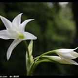 哭泣的百合花