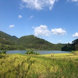 思林