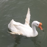 冰冰