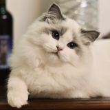 OYO