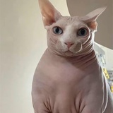 bigcat