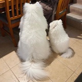 蛙蛙