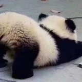 少女欢大人