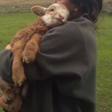fluffy