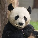 西瓜糖霜