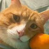 猎星