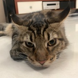 新仔的宝宝