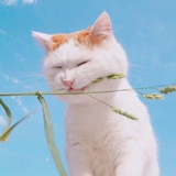 我的哥斯达黎加