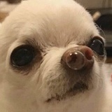 吃肉咩
