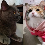 LL是个小笨蛋