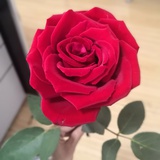 小白