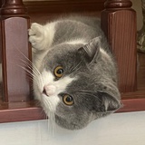 叫啥呢