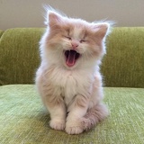 天天吃草的猪