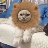 猫的伽利略