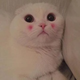 一颗甜橙