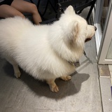 奶油粗莓