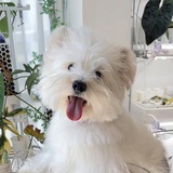 一只西瓜地