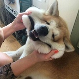 maomao酱