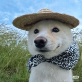 海苔苏打饼