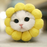丹🌸