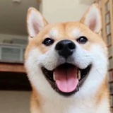 啪啪芝麻酱
