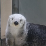一串葡萄