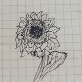海绵