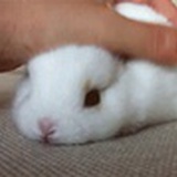 咪了个喵
