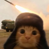 是谁的小猫呀🐱