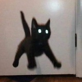 猪猪含量超标