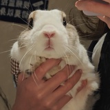 Gululu