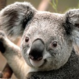 fatpandon