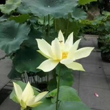燕氏姓名王一皓