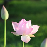 人间草木