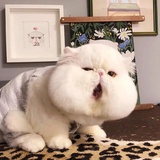 做一只鱼